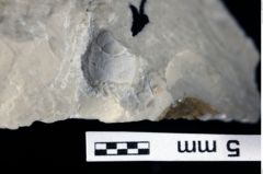 Foto (Detailansicht) von Decapoda indet. (NHMW-GEO-1990-0041-0475)